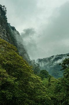 Colombian jungle mountains in fog in portrait mode by Thijs van Laarhoven