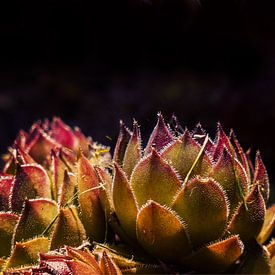 DARKSIDE OF SUCCULENTS XVII by Pia Schneider