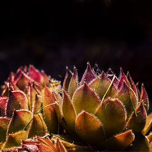 DARKSIDE OF SUCCULENTS XVII sur Pia Schneider