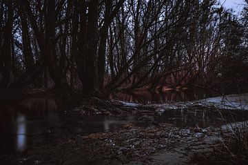Bomen in overstroming op de Rijn van Derlach Photography