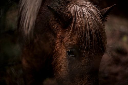 Le cheval dans un moment de réflexion intime