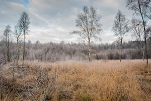 Moment of silence  von Davy Sleijster