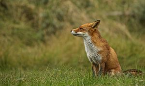 renard sur Rando Kromkamp