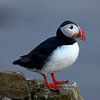 Atlantic Puffin stands on the cliff in summer by Dieter Meyrl