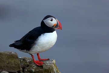 Atlantic Puffin stands on the cliff in summer by Dieter Meyrl