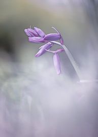 Forest Hyacinth in the fog by natascha verbij