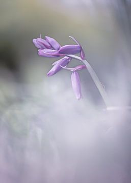 Bos Hyacint in de mist van natascha verbij