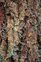 The beauty of the fir tree
