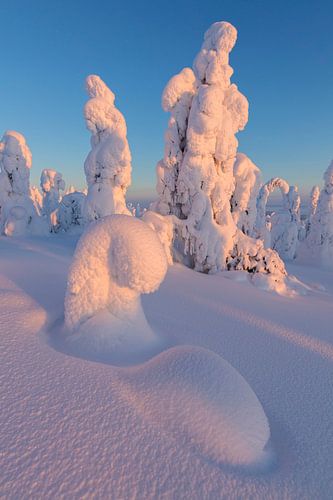 LP 71302193 Frozen trees, Riisitunturi National Park, Posio, Lapland, Finland