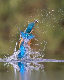 Eisvogel mit Fisch von Lies Bakker