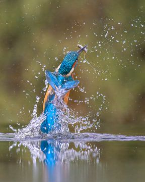 IJsvogel met vis van Lies Bakker