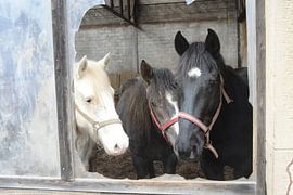 Pferde von Hubert van Gestel