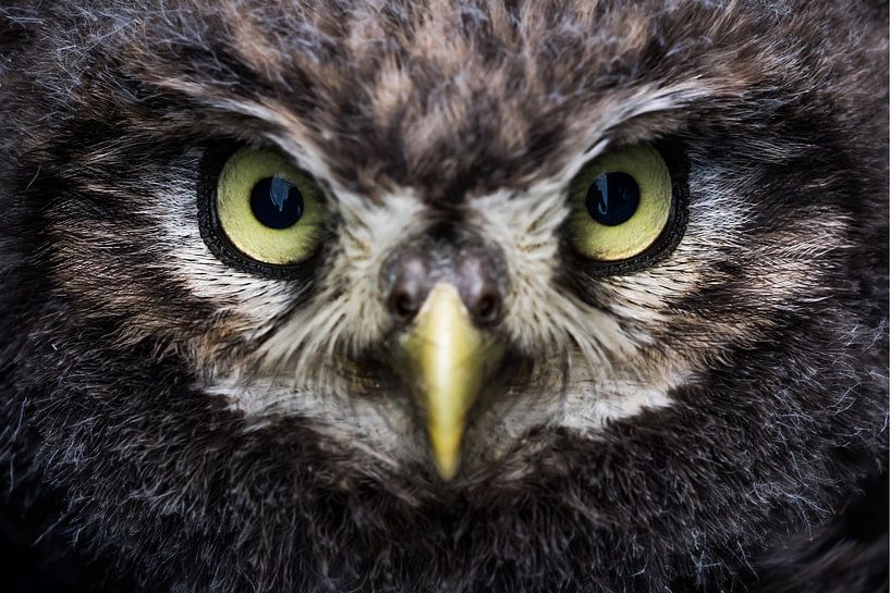 Head portrait little owl by Danny Slijfer Natuurfotografie