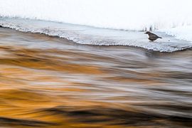 Vogel mit wildem Wasser von Stijn Smits
