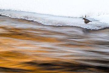 Vogel met wild water van Stijn Smits