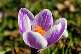 Frühlingsgefühle von Florian Blum