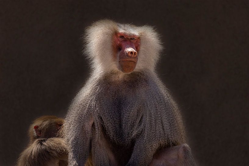 Mantel baboon, (Papio hamadryas) by Gert Hilbink