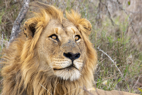 Der König der Löwen
