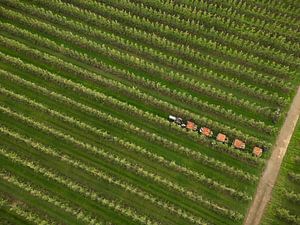 Die Ernte: kleiner Traktor, Pflückwagen und Obstpflücker zwischen Apfelbäumen