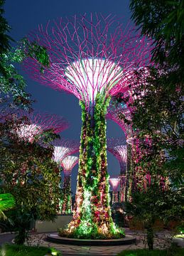 Supertree Grove, Singapore van Yevgen Belich