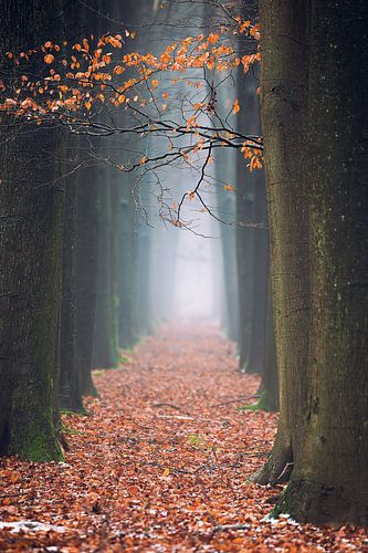 The red path
