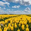 Gele tulpen onder een blauwe wolkenlucht van Catstye Cam / Corine van Kapel Photography