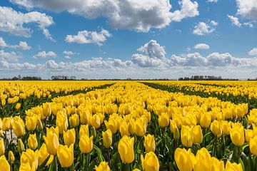 Gele tulpen onder een blauwe wolkenlucht van Catstye Cam / Corine van Kapel Photography
