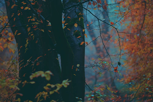 Buchenstamm im Herbst mit Regentropfen