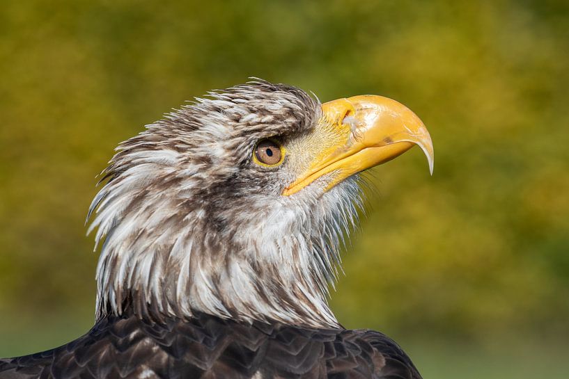 Aigle de mer américain. par Tanja van Beuningen