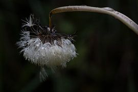 Vergänglich im Regen von Arjan Warmerdam