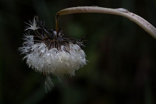 Éphémère sous la pluie