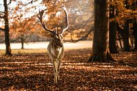 Hert | Deer | Hirsch