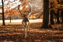 Hert | Deer | Hirsch