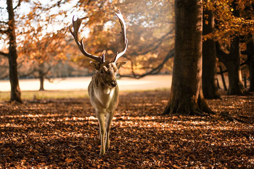 Hert | Deer | Hirsch par Pauline Duchene