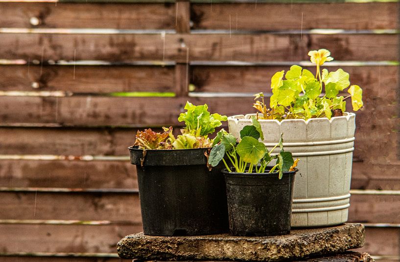 Wald Blumen Feld Landschaft Erzgebirge Pilze von Johnny Flash