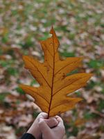 Herfst in kinderhandjes