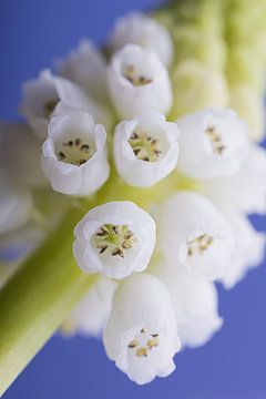 Die weiße Traubenhyacinthe mit blauem von Marjolijn van den Berg