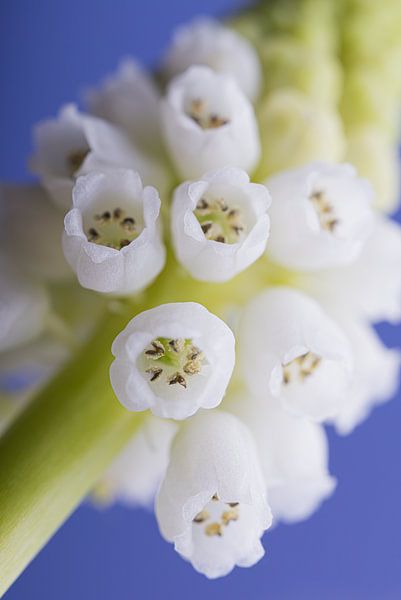 The white Muscari with blue by Marjolijn van den Berg