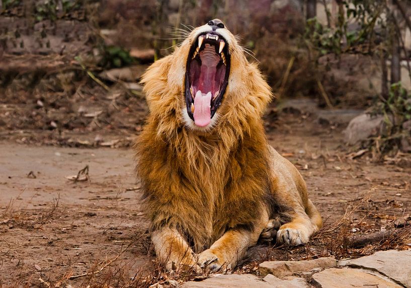 Tired, jaws ajar powerful body. A powerful male lion with a chic mane impressively lies. by Michael Semenov