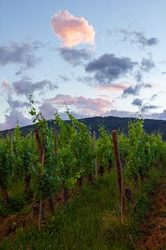 Wine fields in Alsace, France at sunset by Discover Dutch Nature