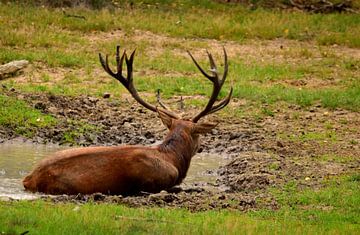 Red deer. (Male) by Ton Brosse