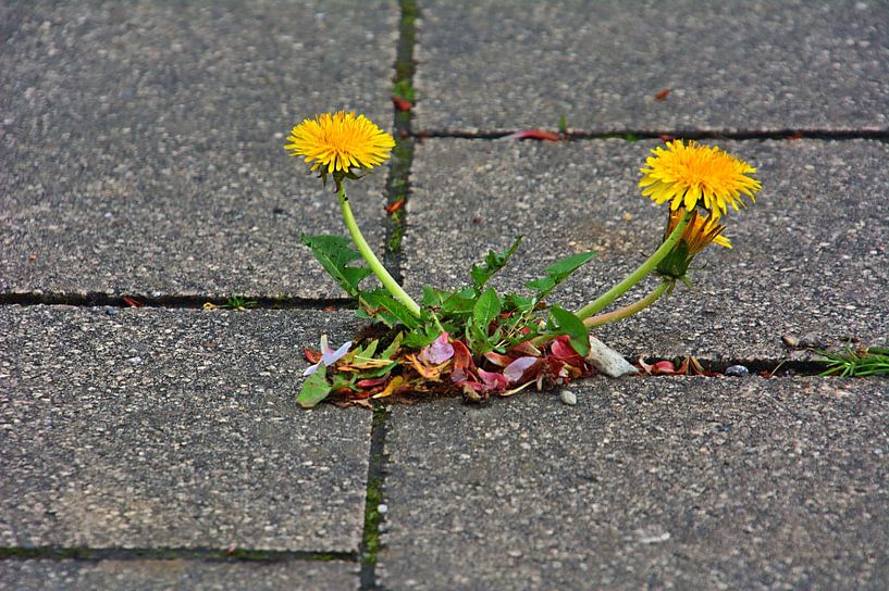 Puissance de la nature par Edgar Schermaul