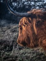 Scottish Highlander