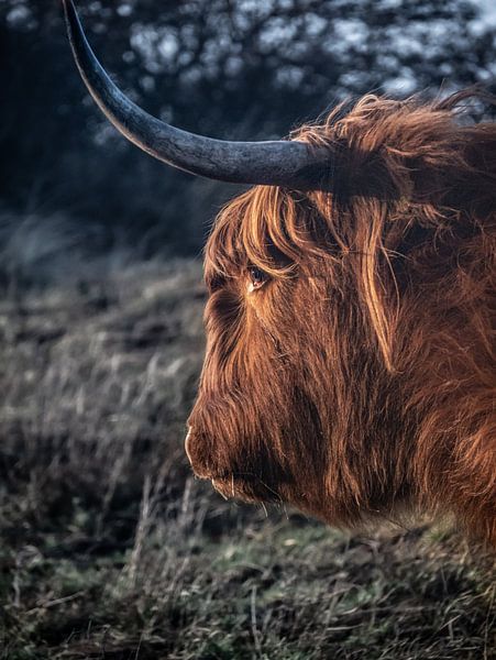 Highlander écossais par Larissa Geuke