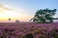Bloeiende heideplanten in een heidelandschap tijdens zonsopgang van Sjoerd van der Wal Fotografie thumbnail