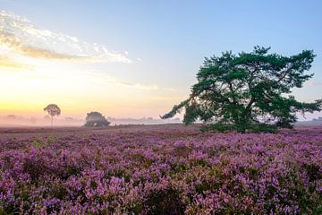 Blooming Heather plants in a heathland landscape during sunrise