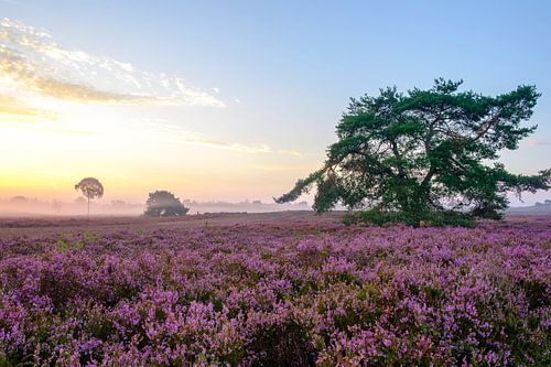 Bloeiende heideplanten in een heidelandschap tijdens zonsopgang