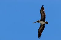 Brown Pelican