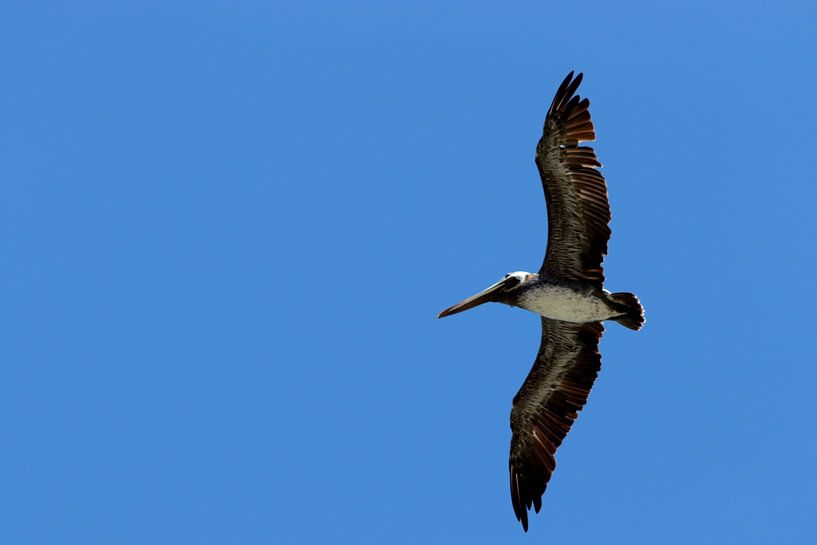 Brown Pelican by Paul Emons