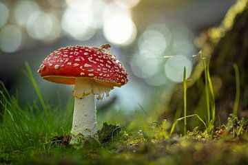 Op een grote paddenstoel van Stephan Krabbendam